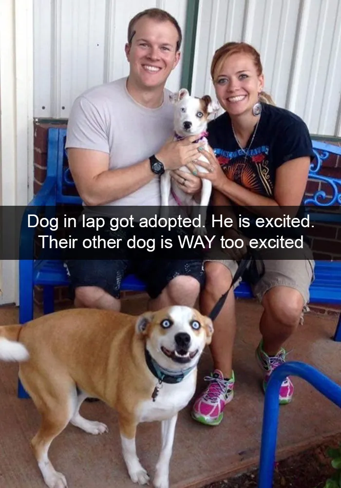 166 Hilarious Dog Snapchats That Are Impawsible Not To Laugh At (Part 2)