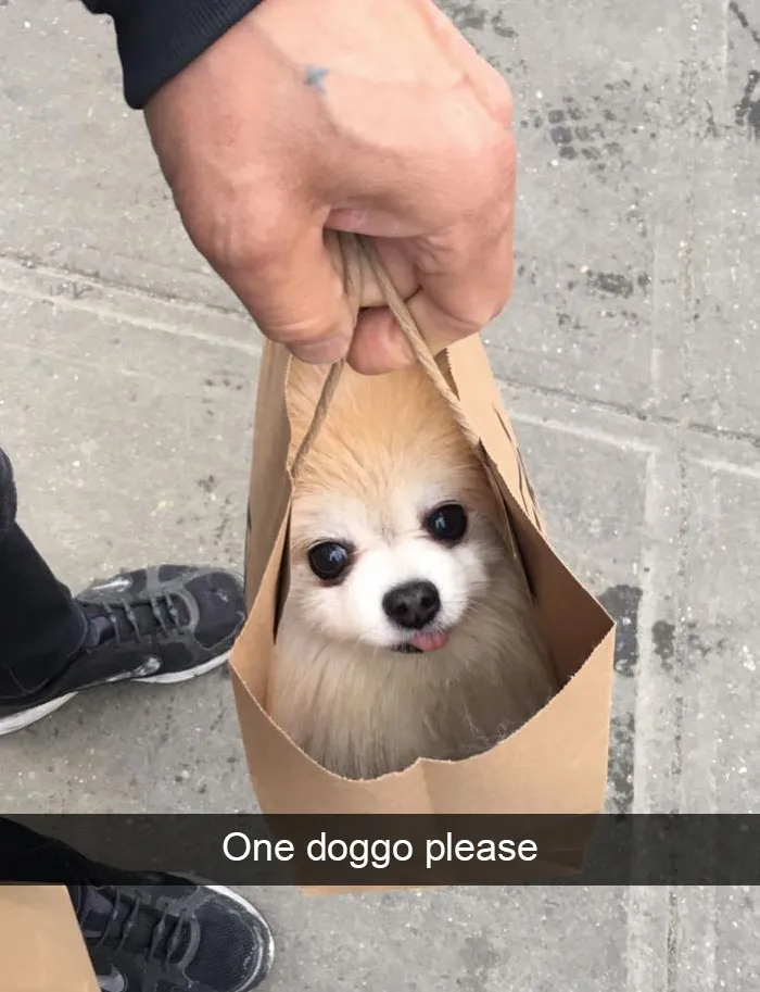 166 Hilarious Dog Snapchats That Are Impawsible Not To Laugh At (Part 2)
