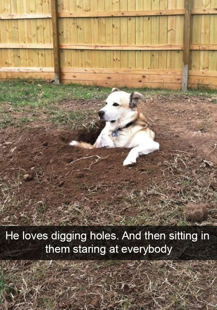 166 Hilarious Dog Snapchats That Are Impawsible Not To Laugh At (Part 2)