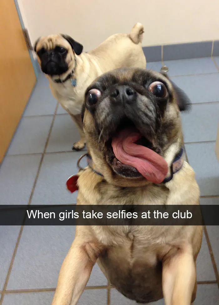 166 Hilarious Dog Snapchats That Are Impawsible Not To Laugh At (Part 2)