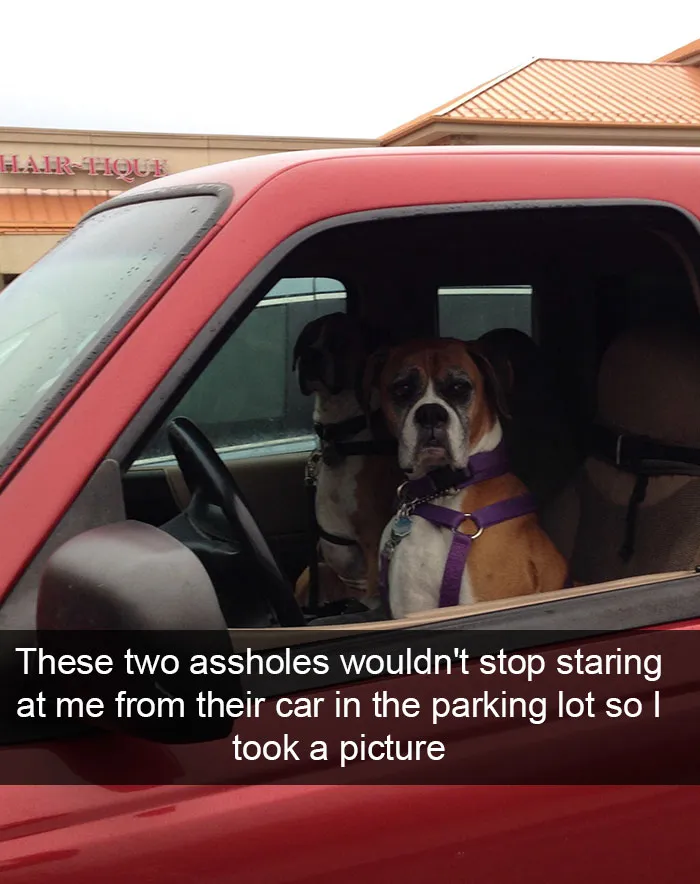 166 Hilarious Dog Snapchats That Are Impawsible Not To Laugh At (Part 2)