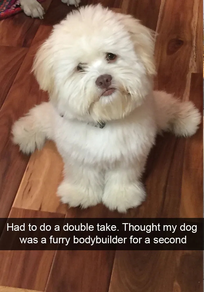 166 Hilarious Dog Snapchats That Are Impawsible Not To Laugh At (Part 2)