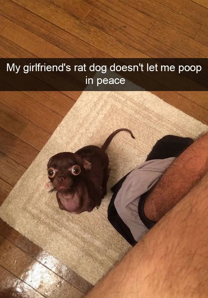 166 Hilarious Dog Snapchats That Are Impawsible Not To Laugh At (Part 2)