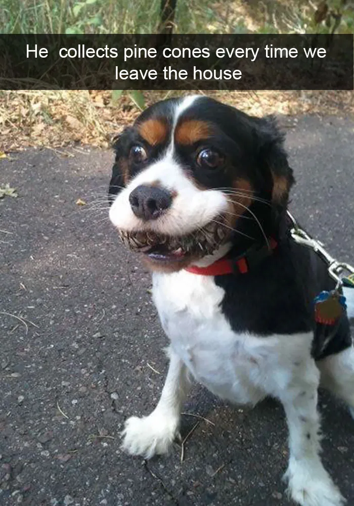 166 Hilarious Dog Snapchats That Are Impawsible Not To Laugh At (Part 2)