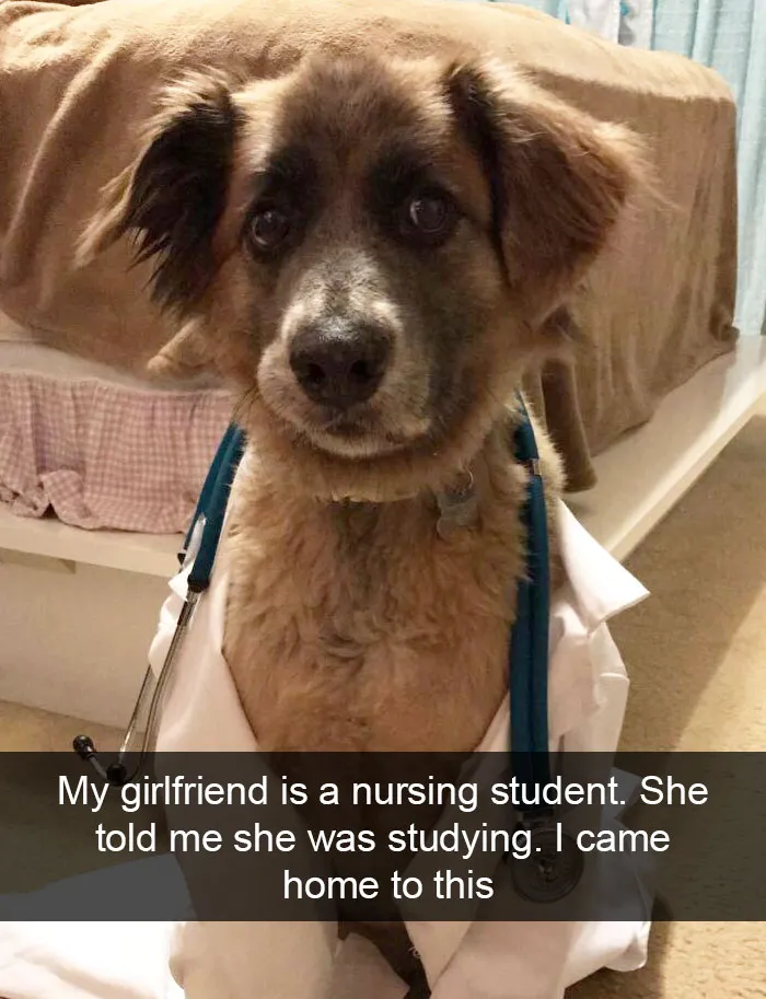 166 Hilarious Dog Snapchats That Are Impawsible Not To Laugh At (Part 2)