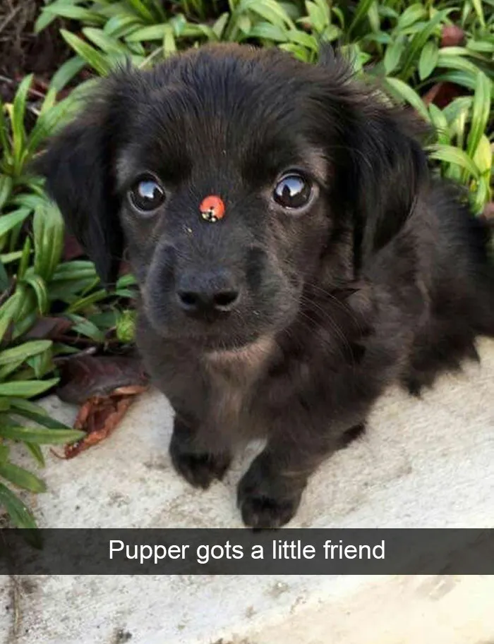 166 Hilarious Dog Snapchats That Are Impawsible Not To Laugh At (Part 2)