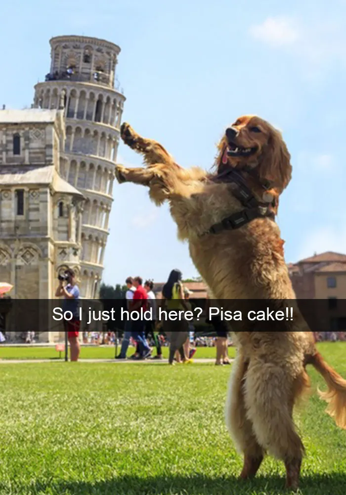 166 Hilarious Dog Snapchats That Are Impawsible Not To Laugh At (Part 2)