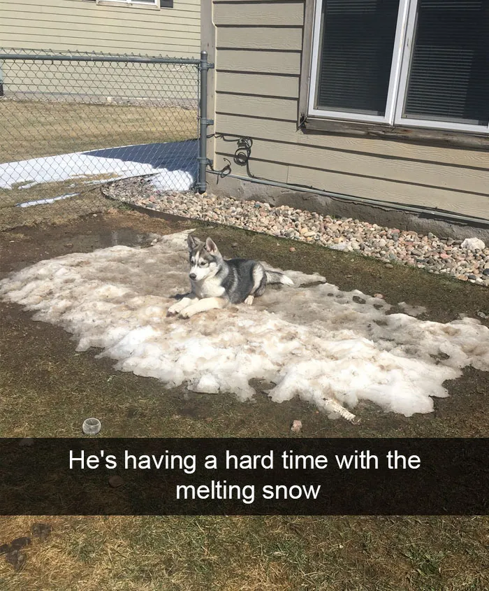 166 Hilarious Dog Snapchats That Are Impawsible Not To Laugh At (Part 2)