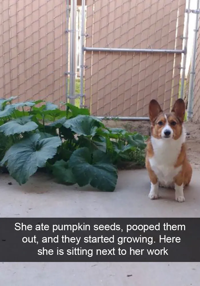 166 Hilarious Dog Snapchats That Are Impawsible Not To Laugh At (Part 2)