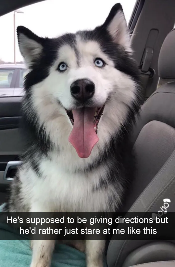 166 Hilarious Dog Snapchats That Are Impawsible Not To Laugh At (Part 2)