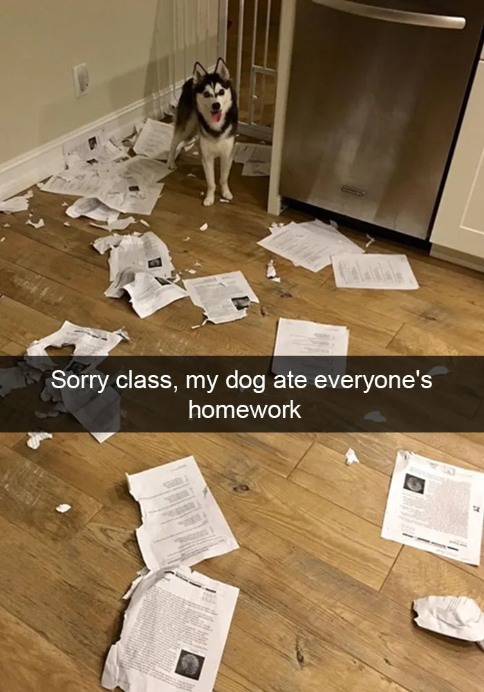 166 Hilarious Dog Snapchats That Are Impawsible Not To Laugh At (Part 2)
