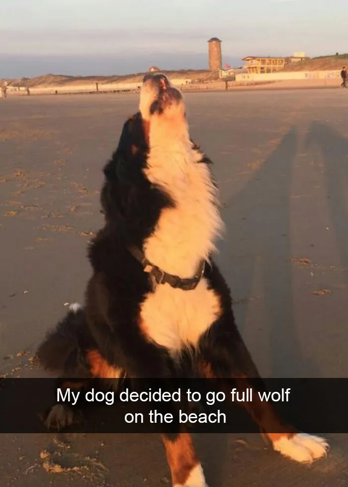 166 Hilarious Dog Snapchats That Are Impawsible Not To Laugh At (Part 2)