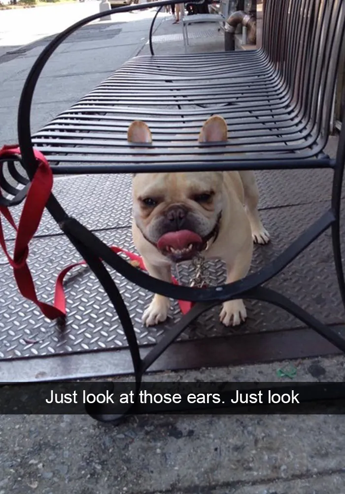166 Hilarious Dog Snapchats That Are Impawsible Not To Laugh At (Part 2)