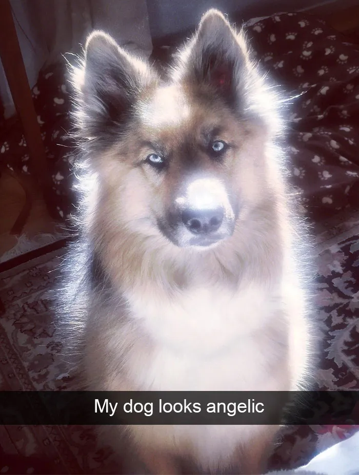 166 Hilarious Dog Snapchats That Are Impawsible Not To Laugh At (Part 2)
