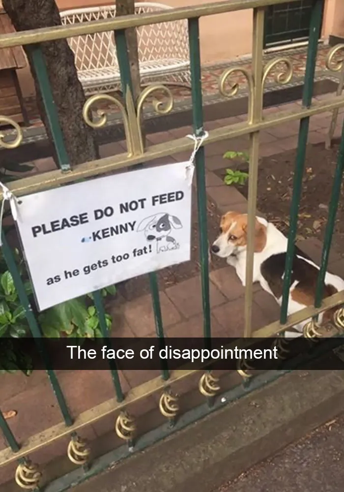 166 Hilarious Dog Snapchats That Are Impawsible Not To Laugh At (Part 2)