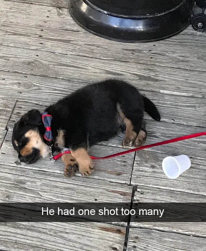 166 Hilarious Dog Snapchats That Are Impawsible Not To Laugh At (Part 2)