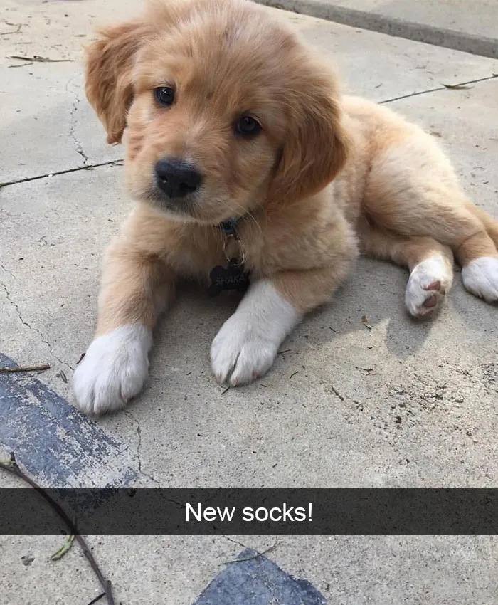 166 Hilarious Dog Snapchats That Are Impawsible Not To Laugh At (Part 2)