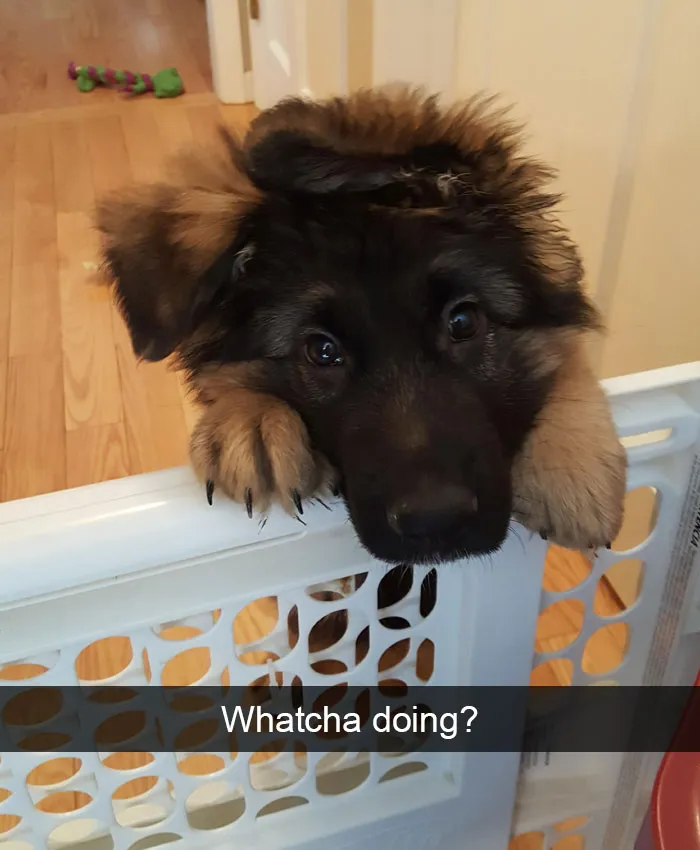 166 Hilarious Dog Snapchats That Are Impawsible Not To Laugh At (Part 2)