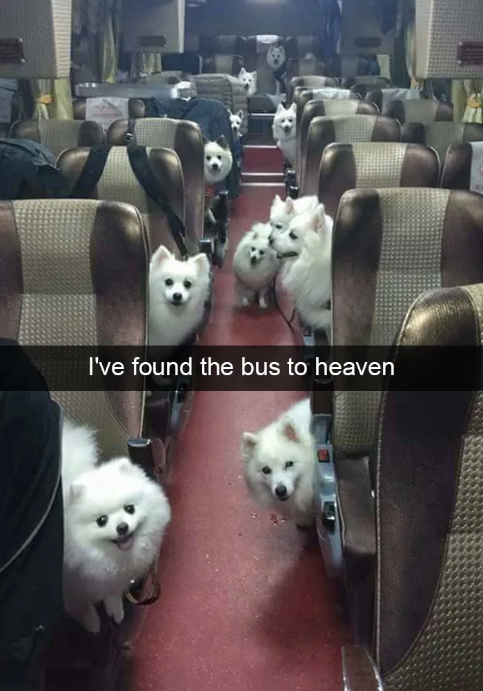 166 Hilarious Dog Snapchats That Are Impawsible Not To Laugh At (Part 2)