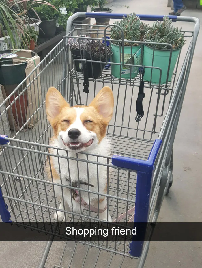 166 Hilarious Dog Snapchats That Are Impawsible Not To Laugh At (Part 2)