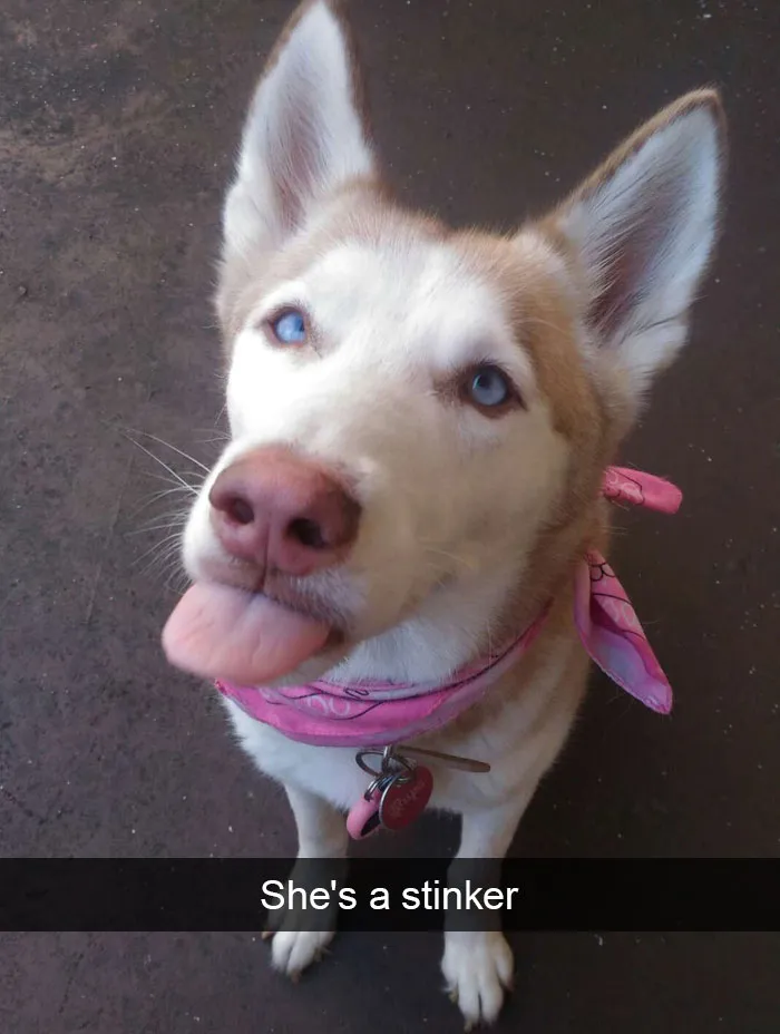166 Hilarious Dog Snapchats That Are Impawsible Not To Laugh At (Part 2)