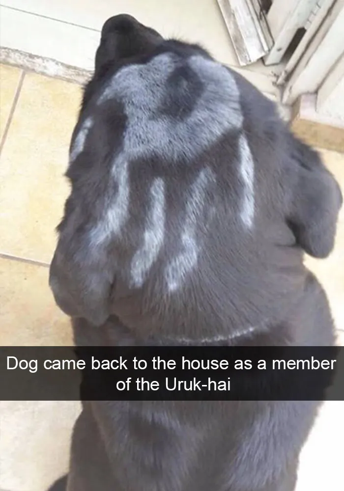 166 Hilarious Dog Snapchats That Are Impawsible Not To Laugh At (Part 2)