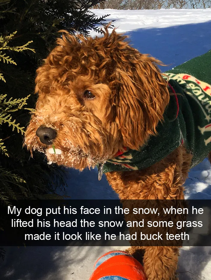 166 Hilarious Dog Snapchats That Are Impawsible Not To Laugh At (Part 2)