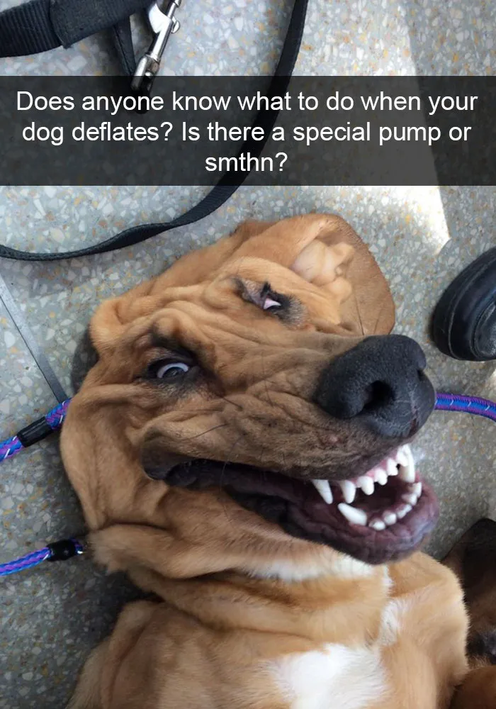 166 Hilarious Dog Snapchats That Are Impawsible Not To Laugh At (Part 2)