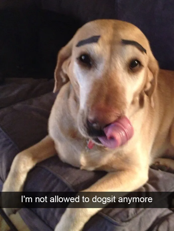 166 Hilarious Dog Snapchats That Are Impawsible Not To Laugh At (Part 2)