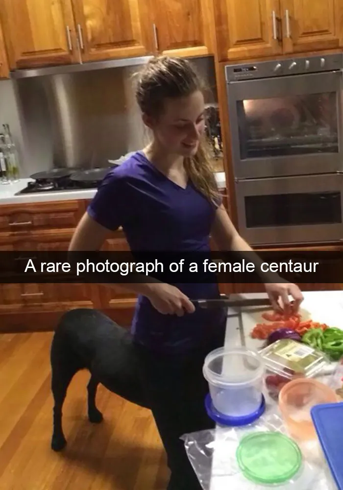 166 Hilarious Dog Snapchats That Are Impawsible Not To Laugh At (Part 2)