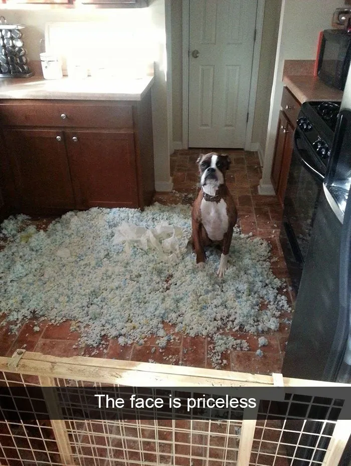 166 Hilarious Dog Snapchats That Are Impawsible Not To Laugh At (Part 2)