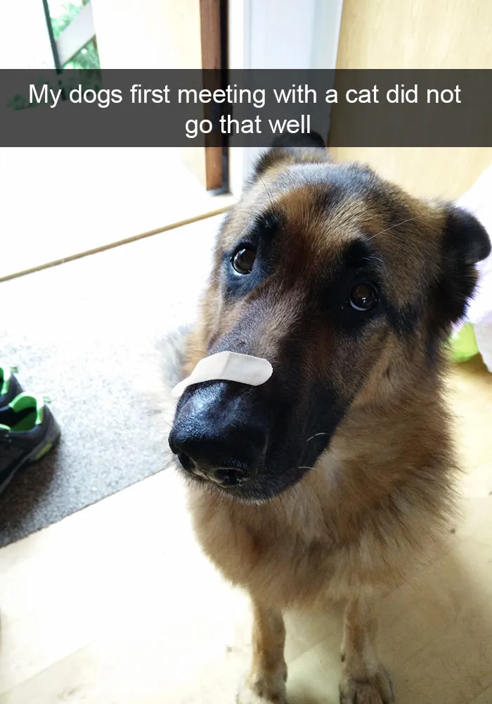 166 Hilarious Dog Snapchats That Are Impawsible Not To Laugh At (Part 2)