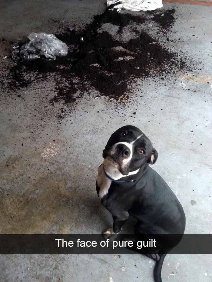 166 Hilarious Dog Snapchats That Are Impawsible Not To Laugh At (Part 2)