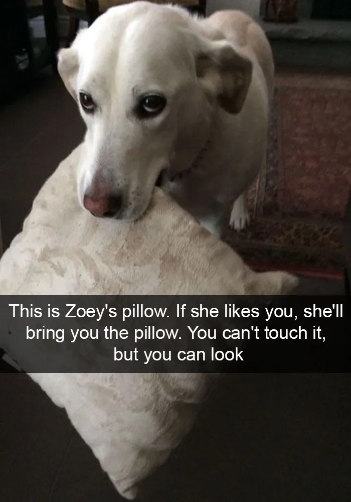 166 Hilarious Dog Snapchats That Are Impawsible Not To Laugh At (Part 2)