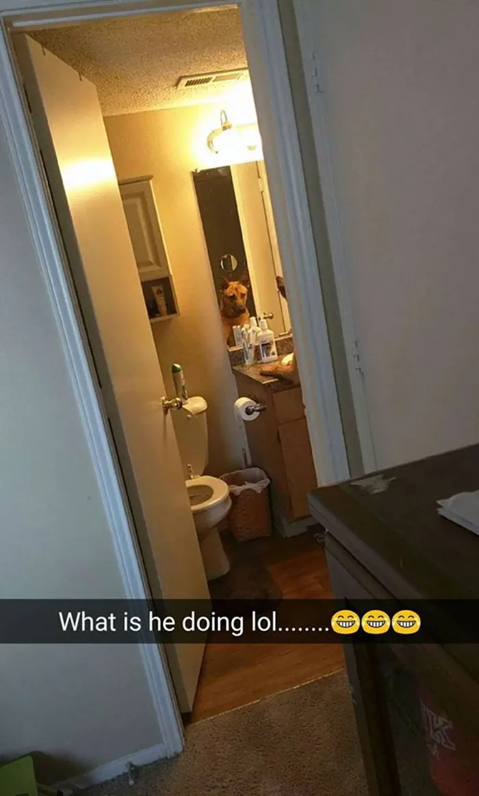 166 Hilarious Dog Snapchats That Are Impawsible Not To Laugh At (Part 2)