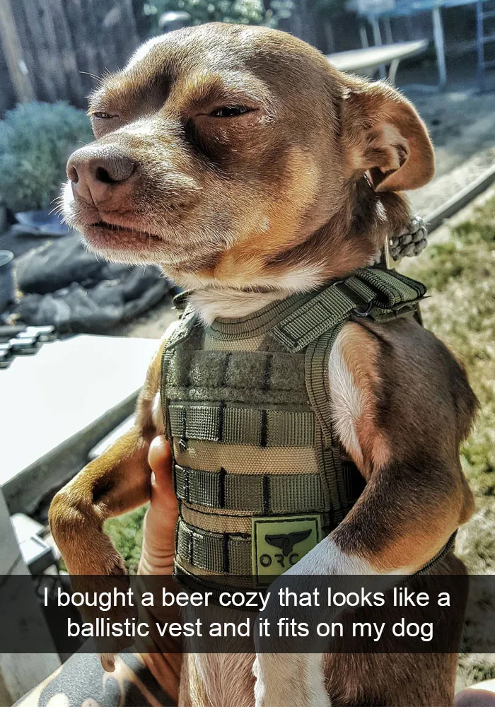 166 Hilarious Dog Snapchats That Are Impawsible Not To Laugh At (Part 2)