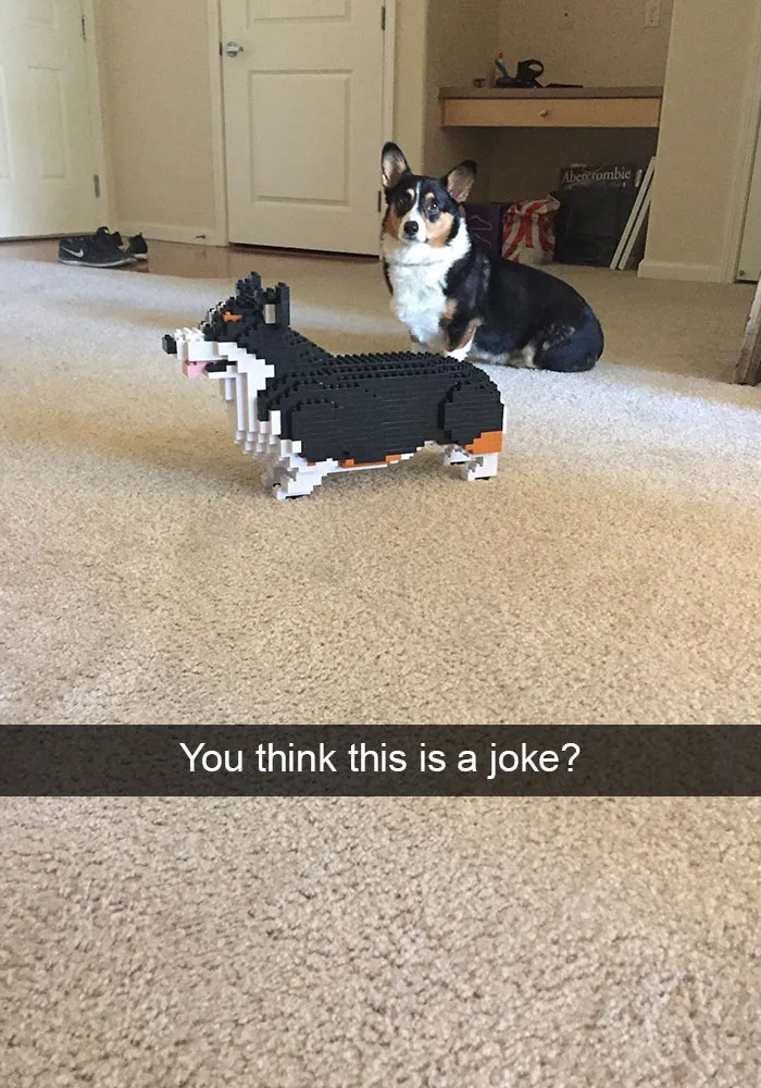 166 Hilarious Dog Snapchats That Are Impawsible Not To Laugh At (Part 2)