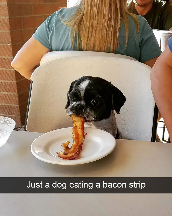 166 Hilarious Dog Snapchats That Are Impawsible Not To Laugh At (Part 2)