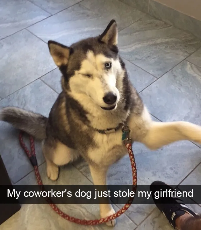 166 Hilarious Dog Snapchats That Are Impawsible Not To Laugh At (Part 2)