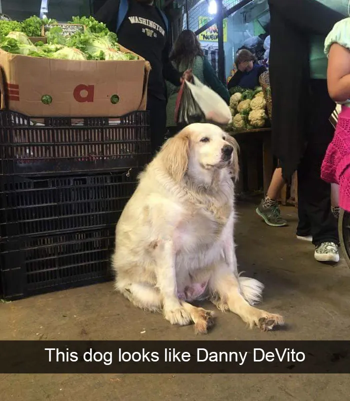 166 Hilarious Dog Snapchats That Are Impawsible Not To Laugh At (Part 2)