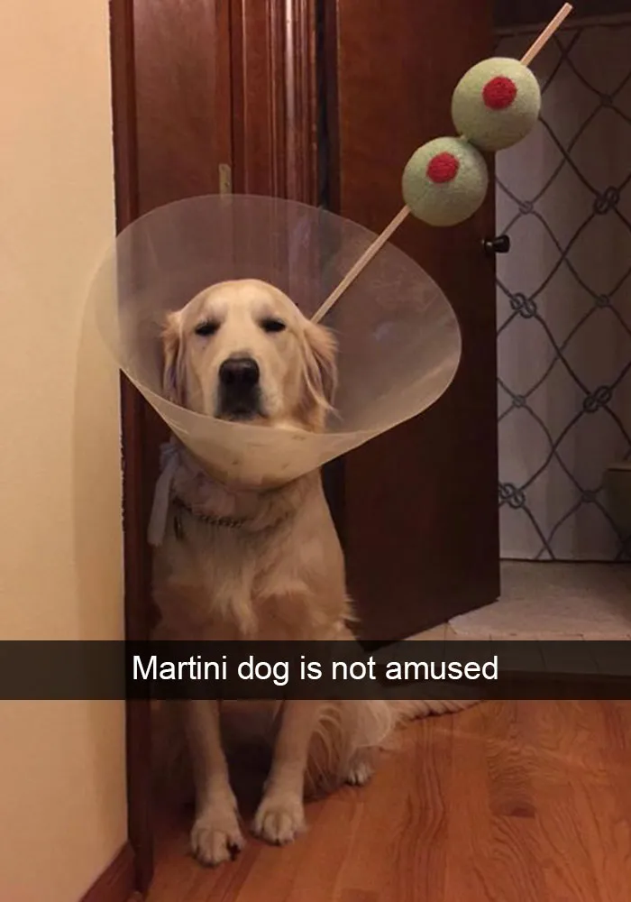 166 Hilarious Dog Snapchats That Are Impawsible Not To Laugh At (Part 2)