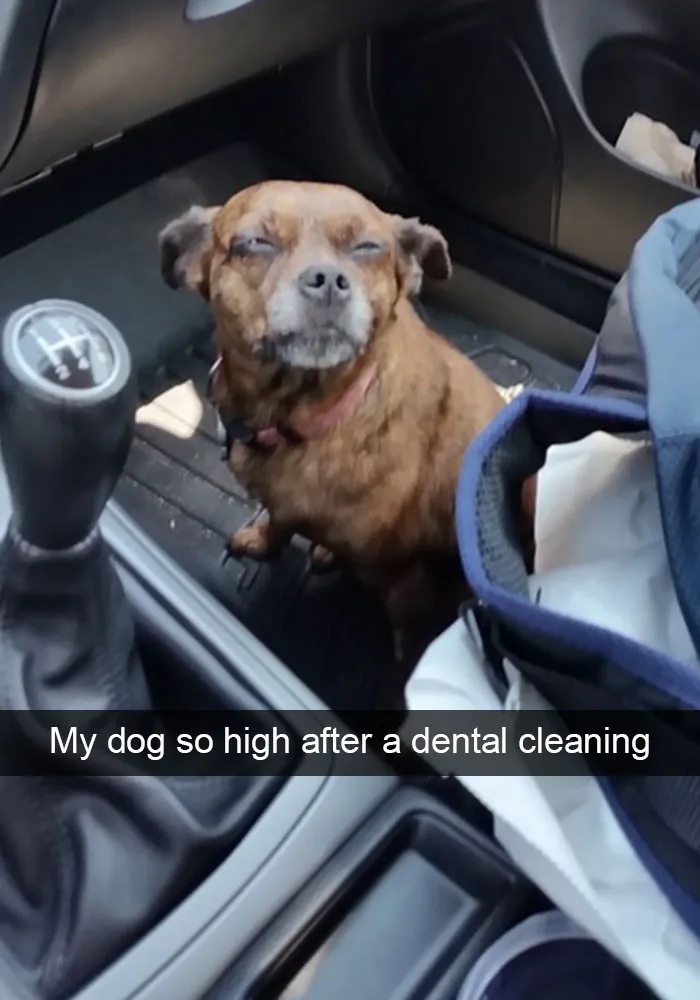 166 Hilarious Dog Snapchats That Are Impawsible Not To Laugh At (Part 2)