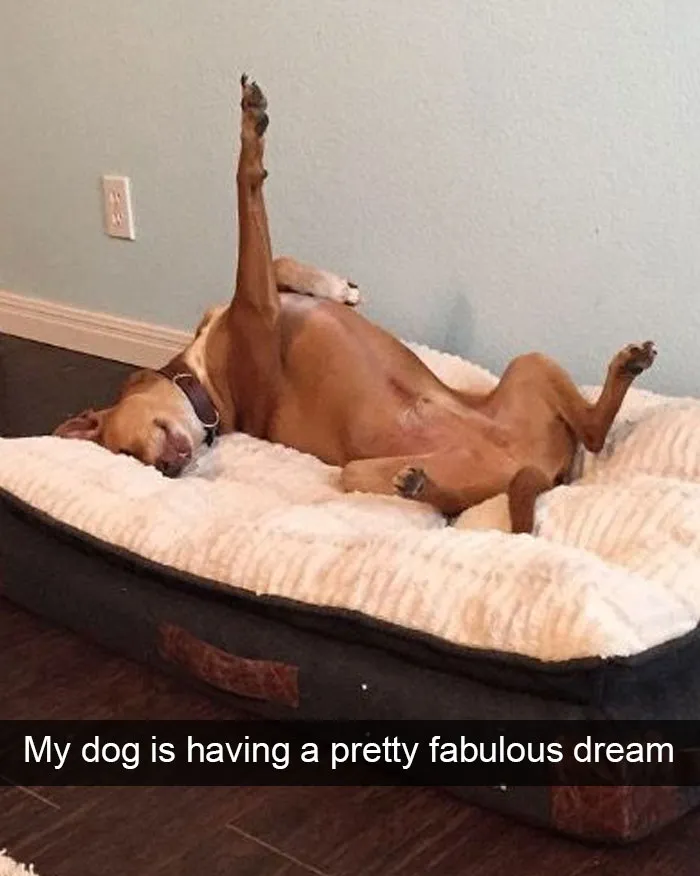 166 Hilarious Dog Snapchats That Are Impawsible Not To Laugh At (Part 2)