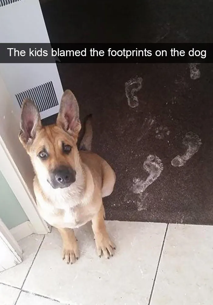 166 Hilarious Dog Snapchats That Are Impawsible Not To Laugh At (Part 2)