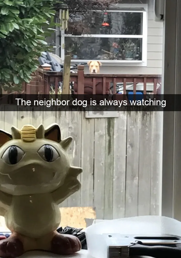 166 Hilarious Dog Snapchats That Are Impawsible Not To Laugh At (Part 2)