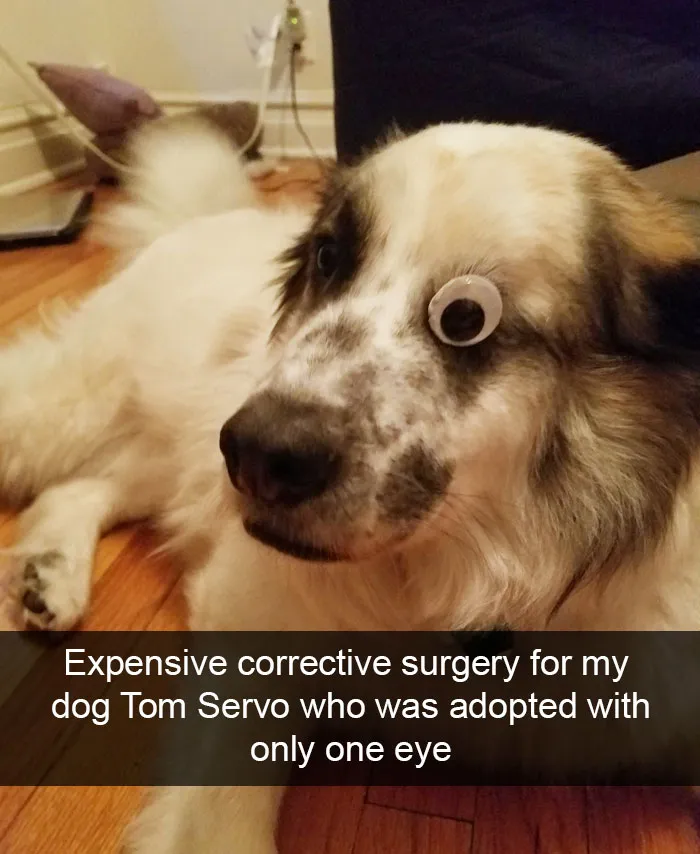 166 Hilarious Dog Snapchats That Are Impawsible Not To Laugh At (Part 2)