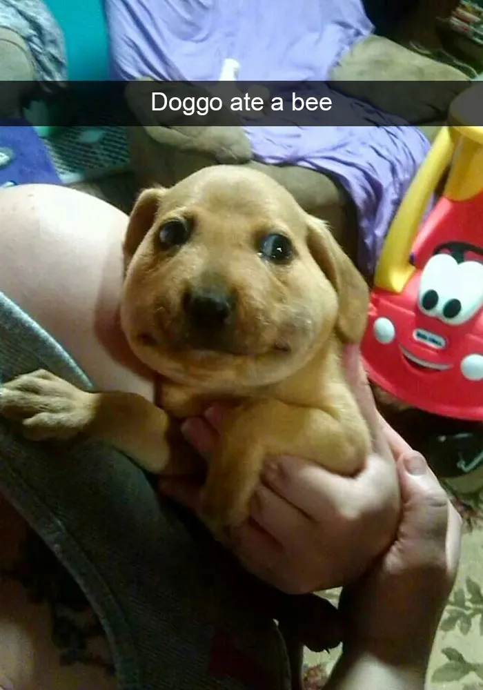 166 Hilarious Dog Snapchats That Are Impawsible Not To Laugh At (Part 2)