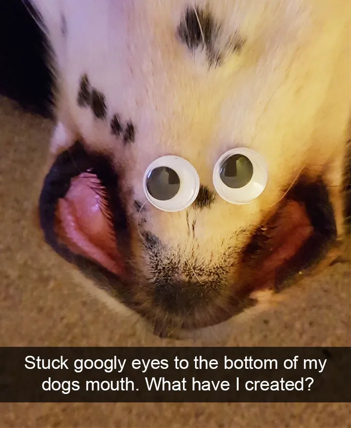 166 Hilarious Dog Snapchats That Are Impawsible Not To Laugh At (Part 2)