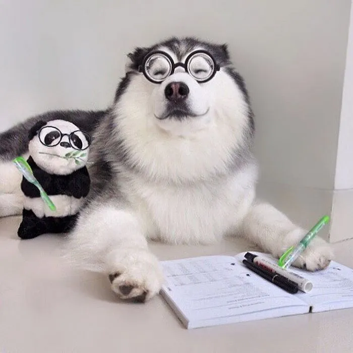 Este es Maru, el husky más feliz del mundo que es un panda en su interior