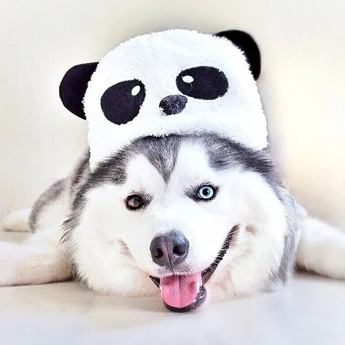 Meet Maru, The Happiest Husky In The World That Is Secretly A Panda